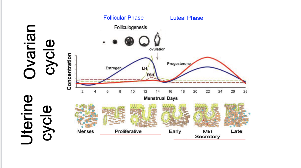 <p>we start getting luteolysis (breakdown of corpus luteum)&nbsp;</p><ul><li><p>THIS IS WHY WE GET LESS PROGESTERONE in the late secretrory phase!!!</p></li><li><p>I think it’s also lack of hCG that triggers luteolysis</p></li></ul><p></p>