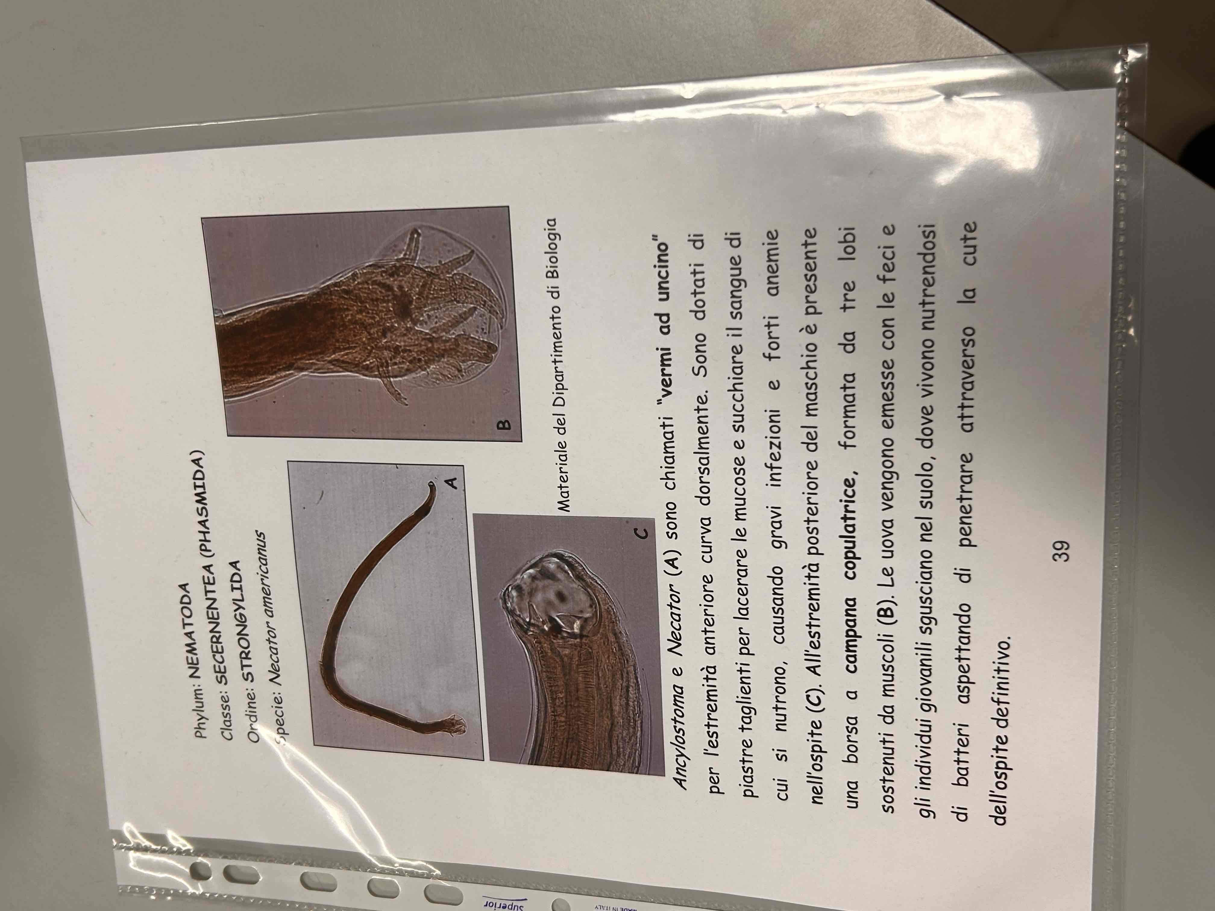 <p>Necator americanus </p><p>(vermi a uncino)</p>