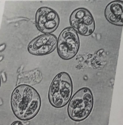 <p>fully sporulated oocysts were found in the seaces off a rabbit what speises </p>
