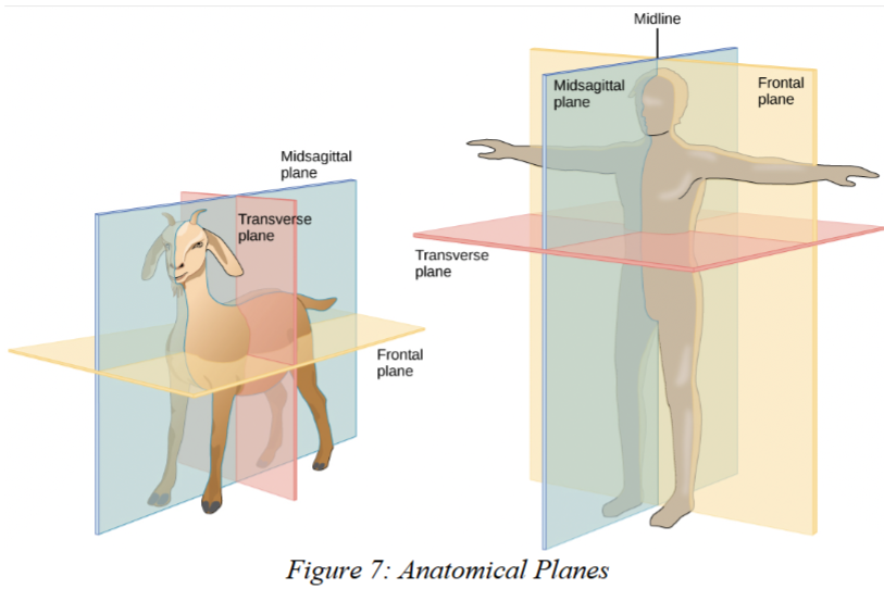 <p>a vertical plane dividing the body into left and right portions.</p>