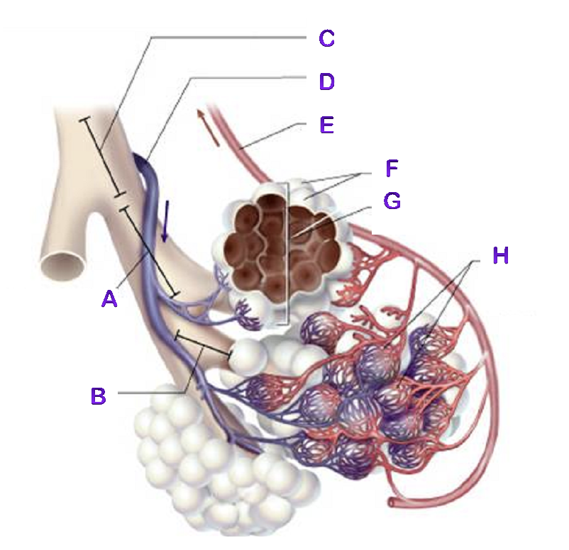 <p>C?</p>