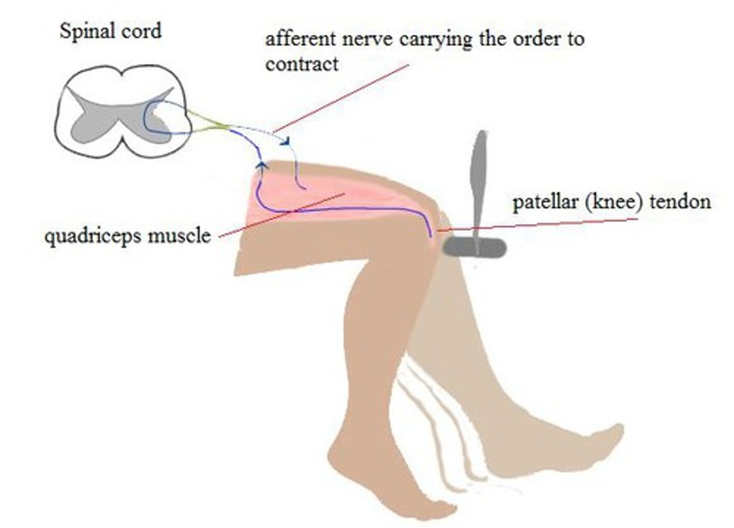 <p>Búa phản xạ - kiểm tra phản xạ thần kinh. (The doctor tapped my knee with a reflex hammer - Bác sĩ gõ đầu gối tôi bằng búa phản xạ.)</p>