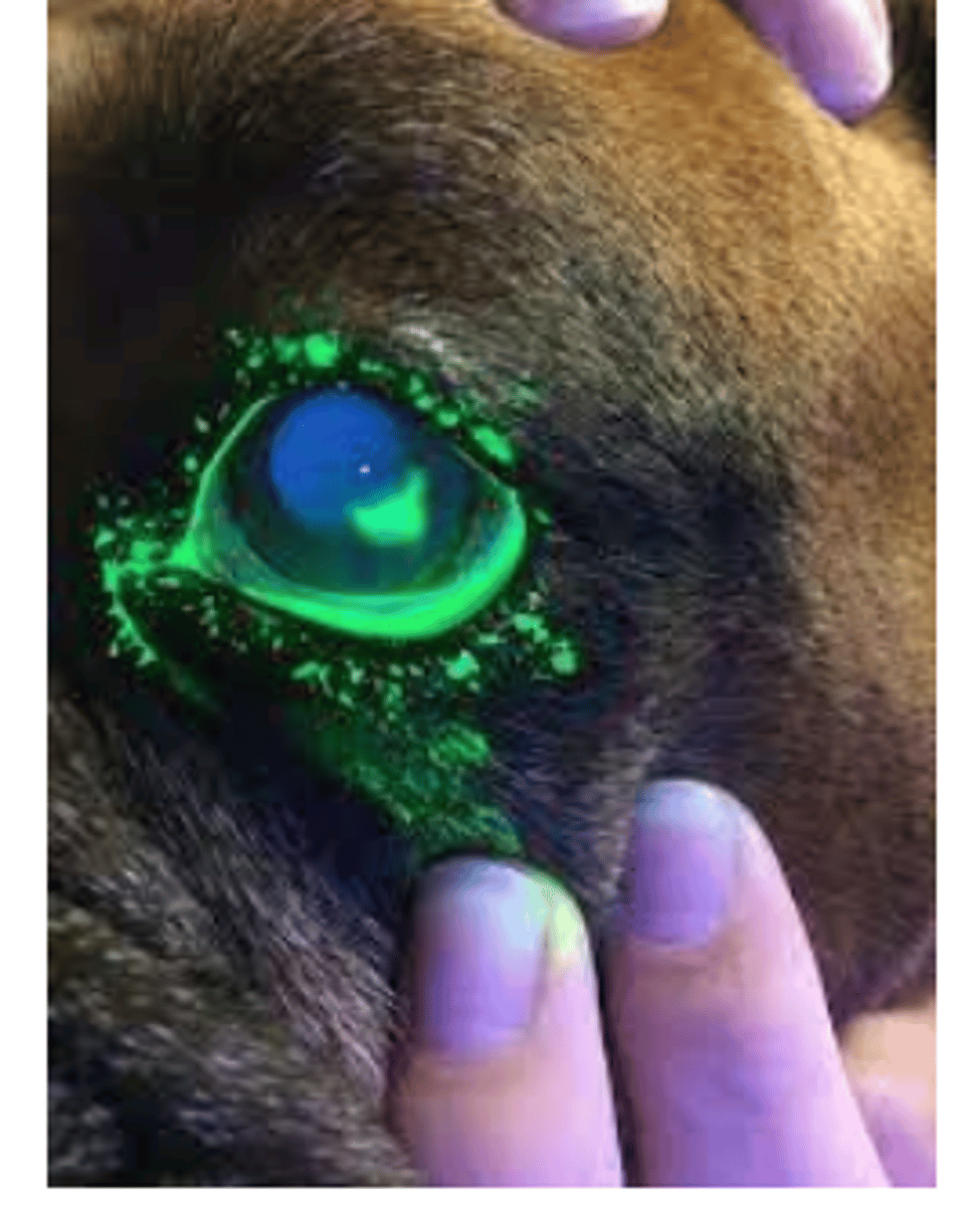 <p>what is this test?</p>