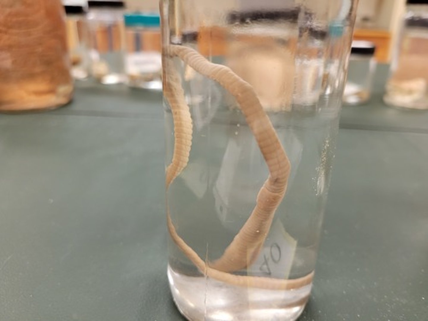 <p>Identify taxonomy</p>