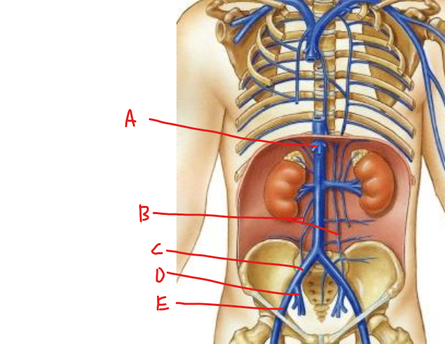 <p>what is c</p>