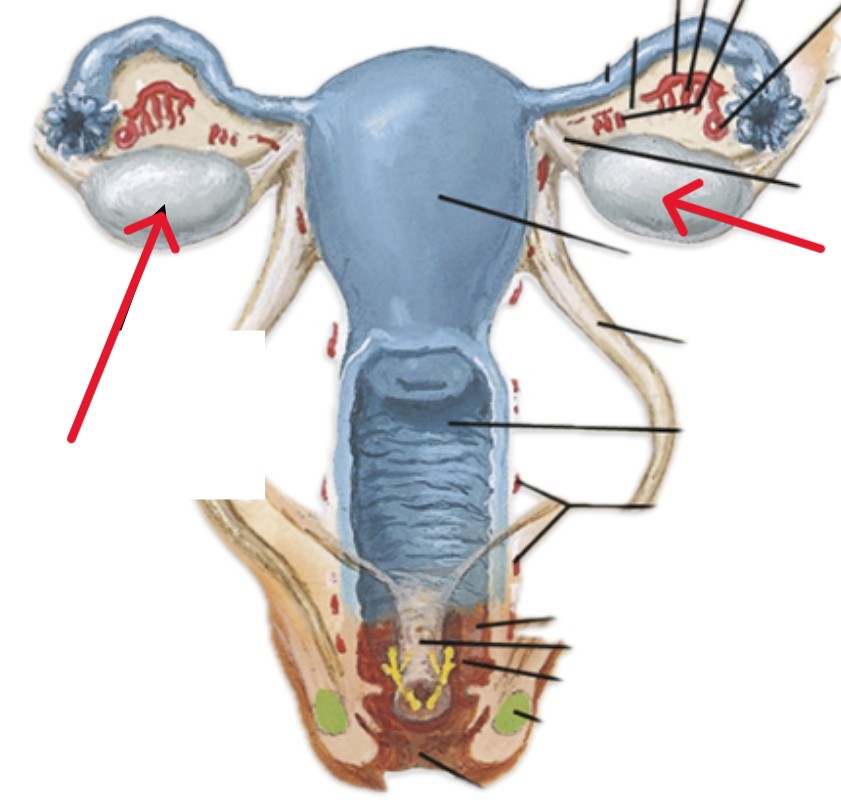 <p>Which organ is this?</p>