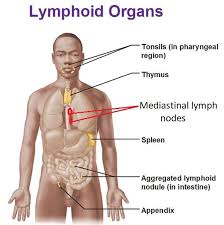 <p>The appendix is the offshoot of first part of large intestine</p><ul><li><p>Contains a large number of lymphoid follicles</p></li><li><p>Same function as peyer’s patches </p><ul><li><p>destroy bacteria, preventing them from breaching intestinal wall</p></li><li><p>generate “memory” lymphocytes</p></li></ul></li><li><p>Empties contents into cecum (makes sense for location bc it is attached to cecum)</p></li></ul><p></p>