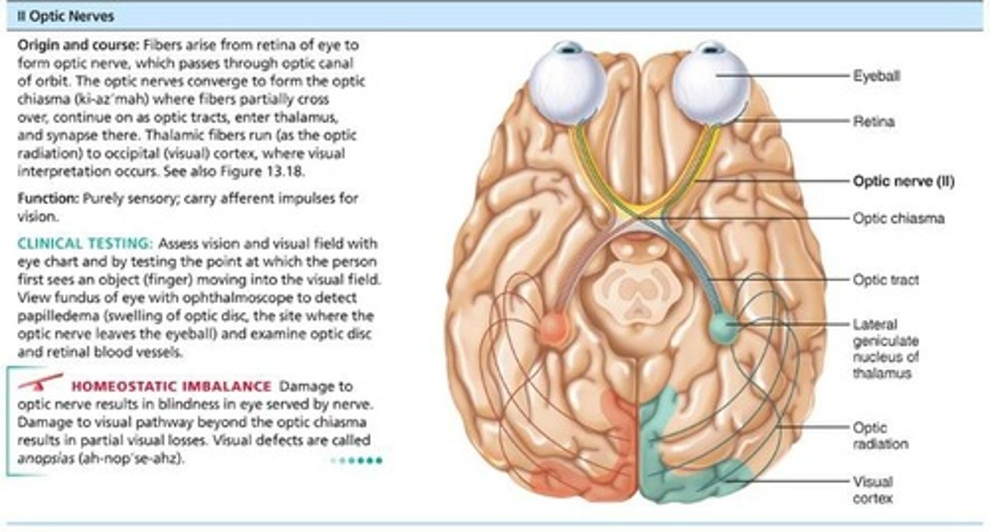 <p>Arise from retinas; really a brain tract; pass through optic canals, converge, and partially cross over at optic chiasma; optic tracts continue to thalamus, where they synapse; optic radiation fibers run to occipital (visual) cortex; purely sensory (visual) function.</p>