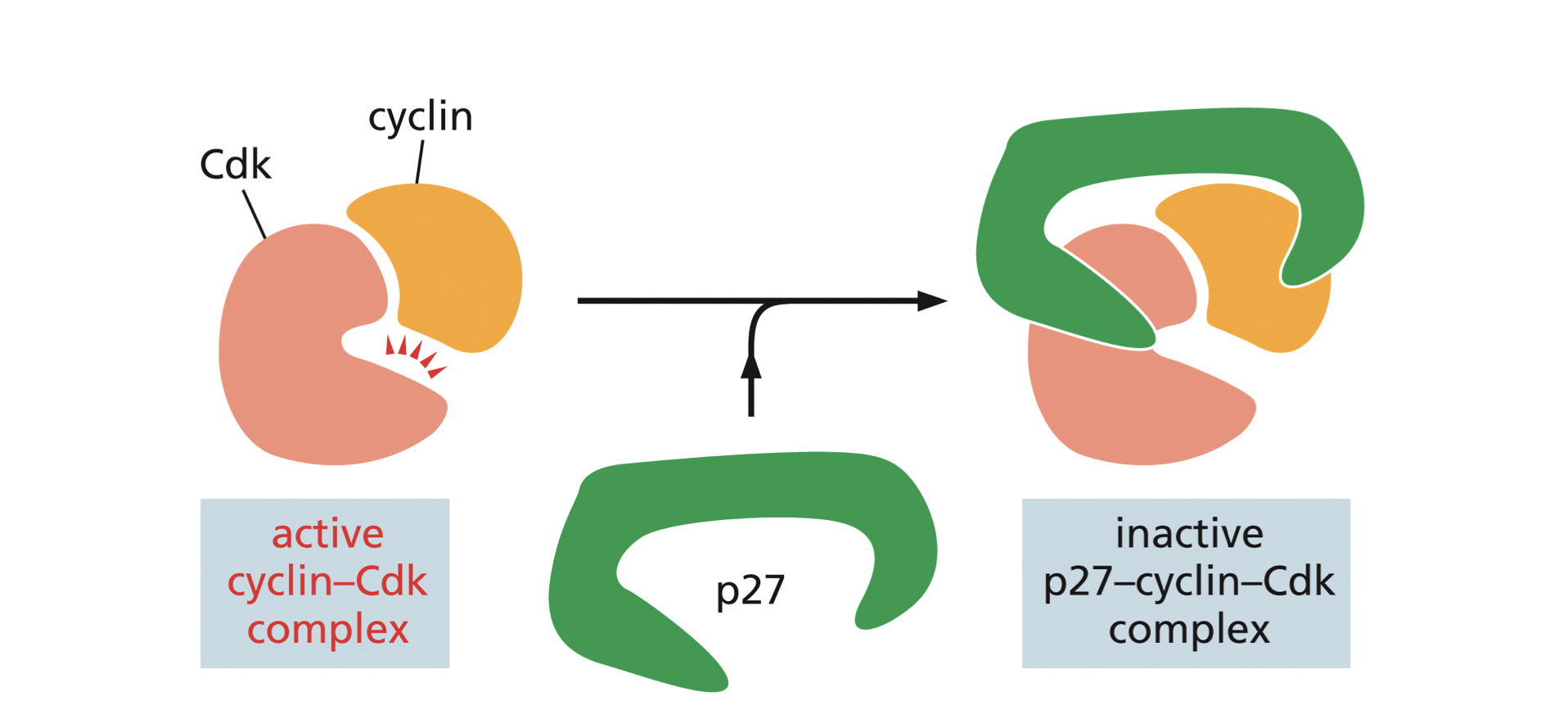 <p>Proteins such as P27 bind to an activated cyclin-CDK complex which prevents the CDK from phosphorylating target proteins for progress from one phase to another </p>
