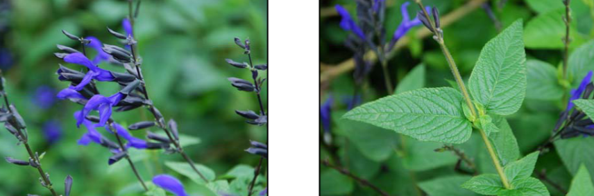 <p>Salvia gauranitica ‘Black and Blue’ </p>