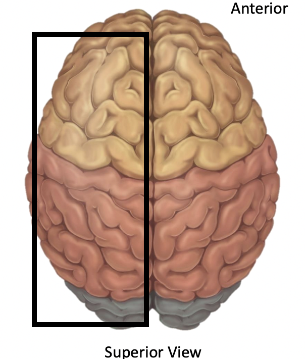 <p>Name the structure</p>