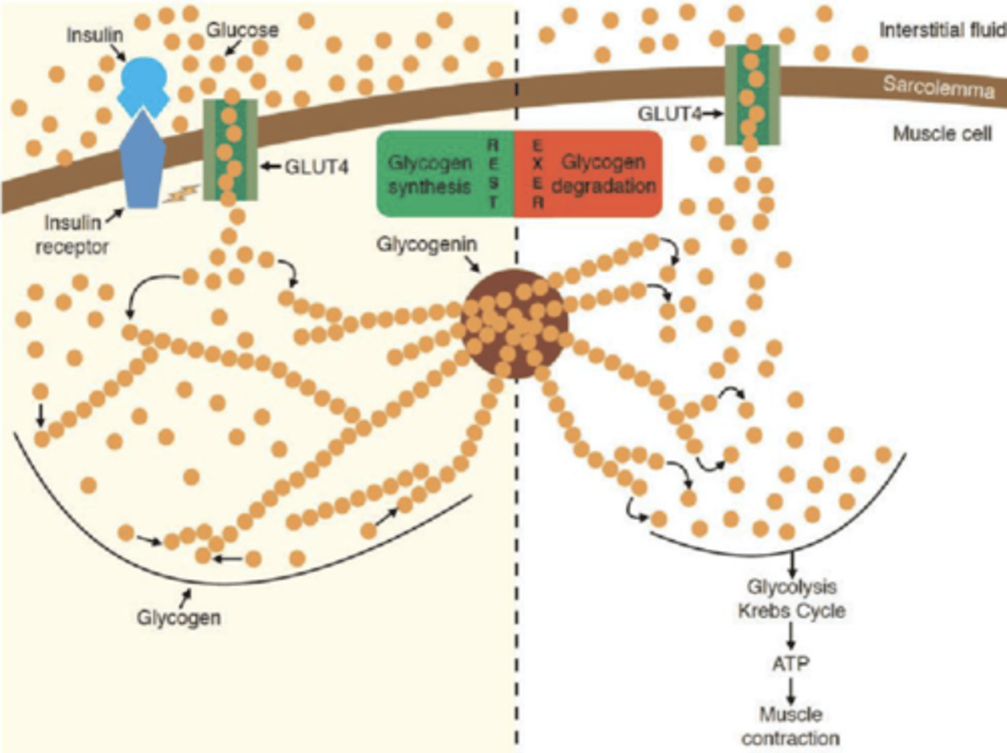 <p>at rest: carbs broken down to glucose. insulin released in response. insulin receptor attaches to insulin on surface of cell. GLUT4 mobilization from centre of cell to surface. allows glucose molecules to enter cell</p><p>at rest, not using that glucose much so they are chained together to form glycogen</p><p>exercise: break down glycogen.</p>