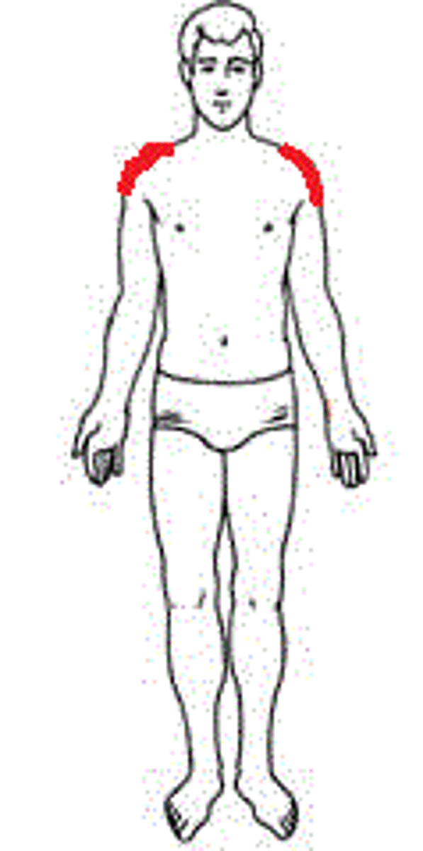 <p>Point of the shoulder</p>