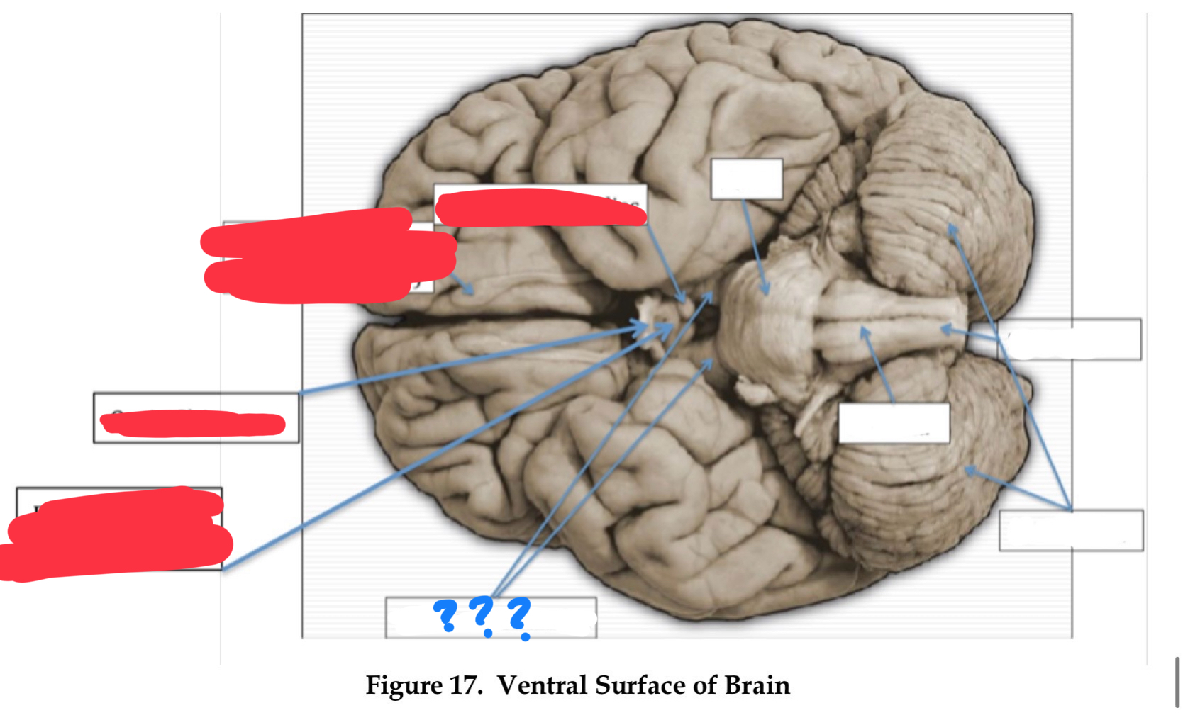 <p>in mesencephalon</p>
