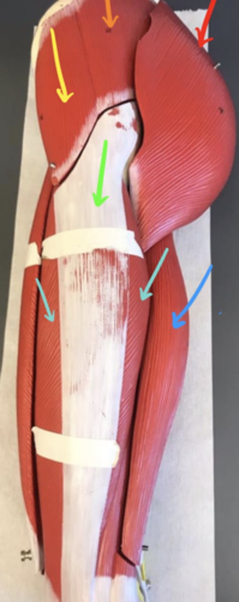 <p>ID the structure of the blue arrow, its innervation and action(s).</p>