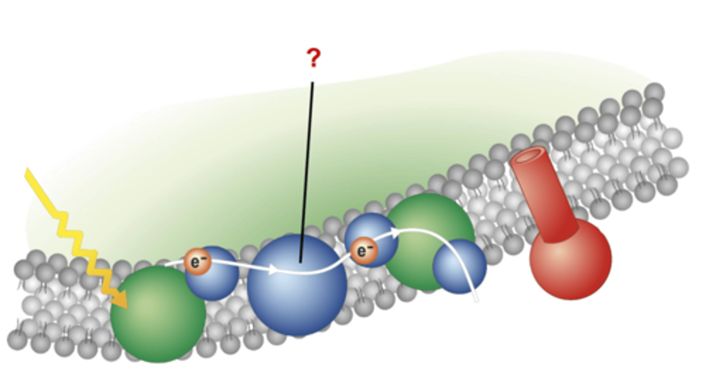 <p>Carrier protein found in the ETC that pumps hydrogen ions (H+) from the stroma into the thylakoid space</p>