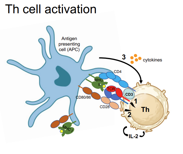 <ol><li><p><strong><u>MHC-II:antigen → </u></strong>TCR +CD4, CD3</p></li><li><p><strong>Co-stimulatory proteins,</strong> CD80/CD86 → CD28 (1+2 induce IL-2 secretion)</p></li><li><p>Cytokines secreted from DC (APC) <strong>determine type</strong> of Th response</p></li></ol><p><em>Induction of CD40L transient expression on Th cell signals to APC (via CD40) to become fully activated/licensed → can now also activate cytotoxic T cells </em></p>