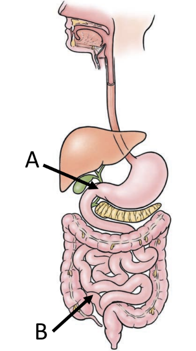 <ul><li><p>extends from pyloric sphincter (A) to large intestine (B)</p></li><li><p>occupies central and lower portion of abdominal cavity</p></li><li><p>primary functions</p><ul><li><p>digestion and absorption</p></li></ul></li></ul><p></p>