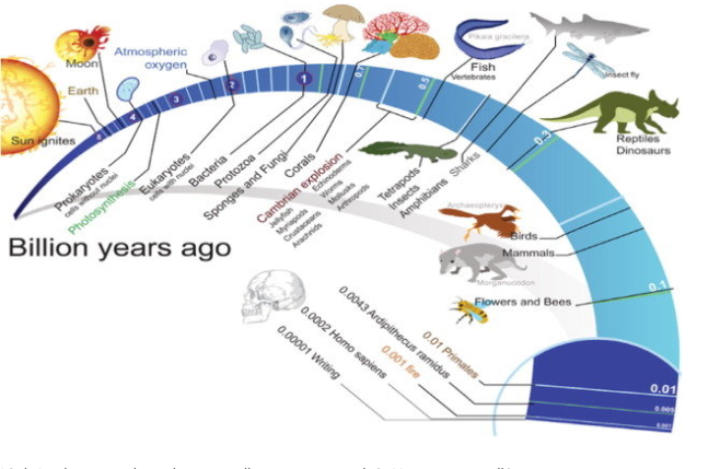 <p>Are humans closer in age to dinosaurs or corals?  How can we tell?</p><p></p>