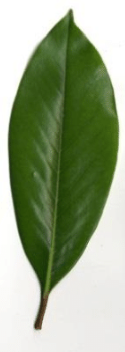 <p>singular and never divided into smaller leaflet units; it is always attached to a twig by its stem or the petiole</p>
