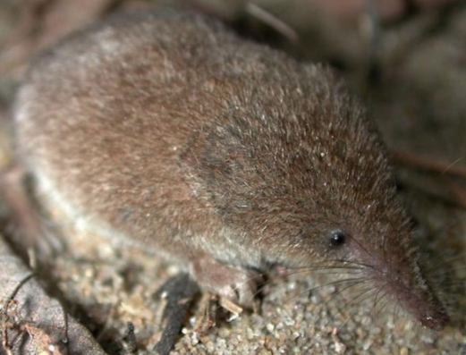 <p><strong>Sorex spp.</strong></p>