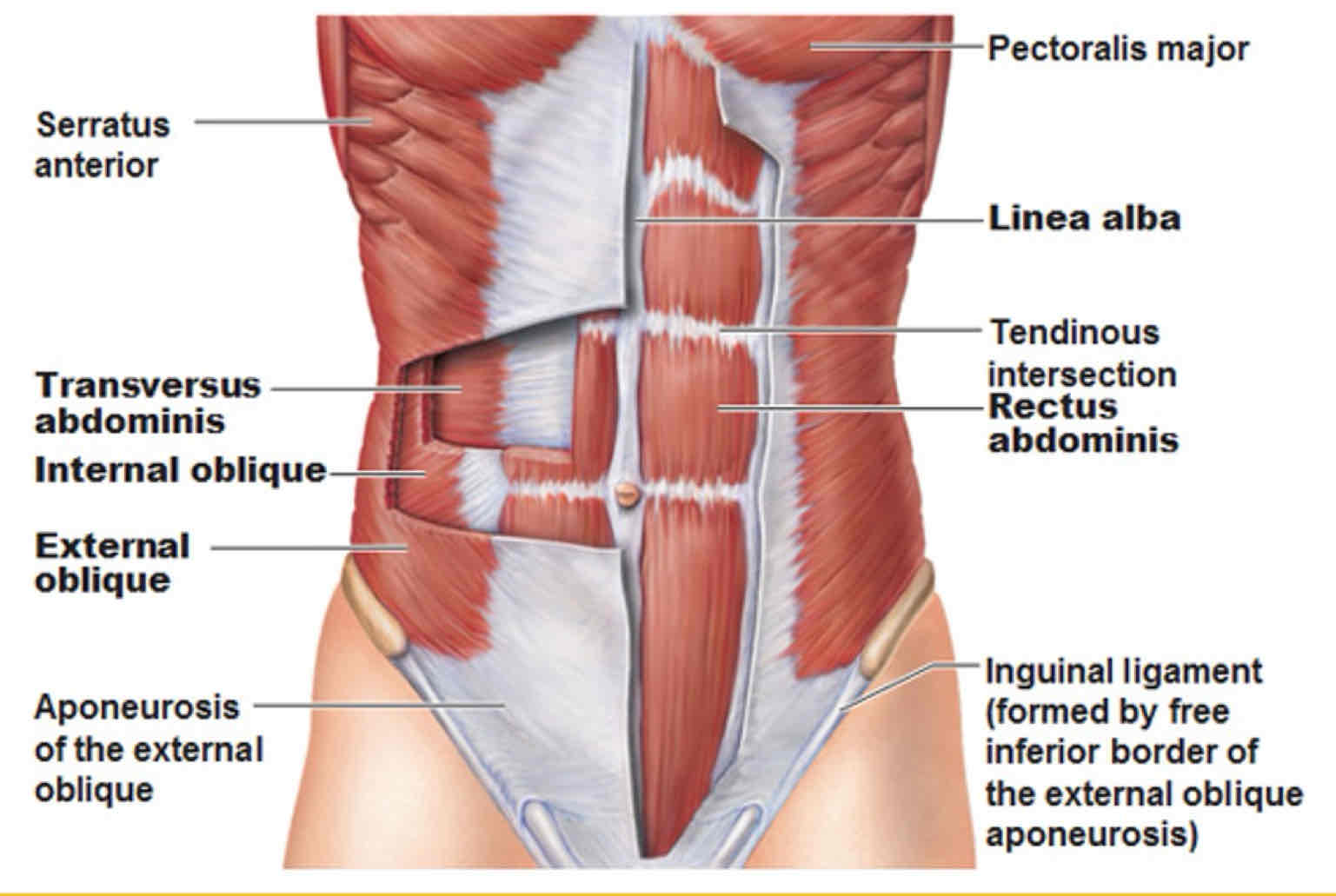 <p>What is the significance, clinically, for the internal oblique and transversus abdominus muscles to attach to the thoracolumbar fascia?</p>