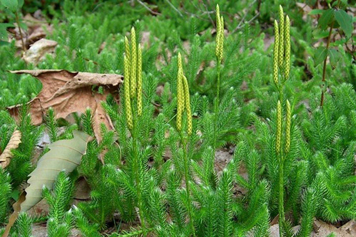 <p>Does this plant have a vascular system?</p>