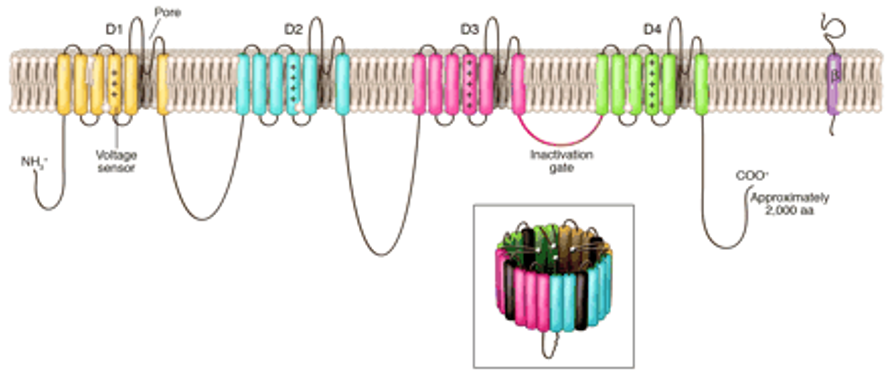 <ul><li><p>large alpha subunit→ ion conducting pore</p></li><li><p>4 domains, each with 6 transmembrane proteins </p></li><li><p>Voltage sensors on the 4th </p></li><li><p>1+ beta subunits = regulation of gating, kinetics and expression</p></li><li><p></p></li></ul><p></p>