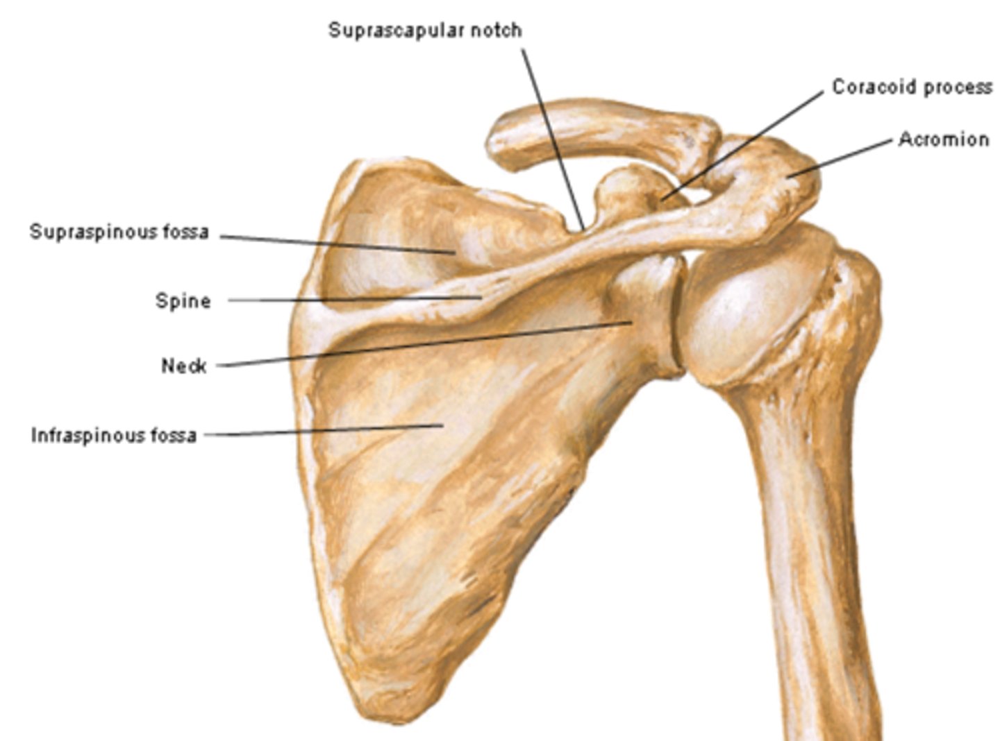 <p>between the head and body of scapula</p>