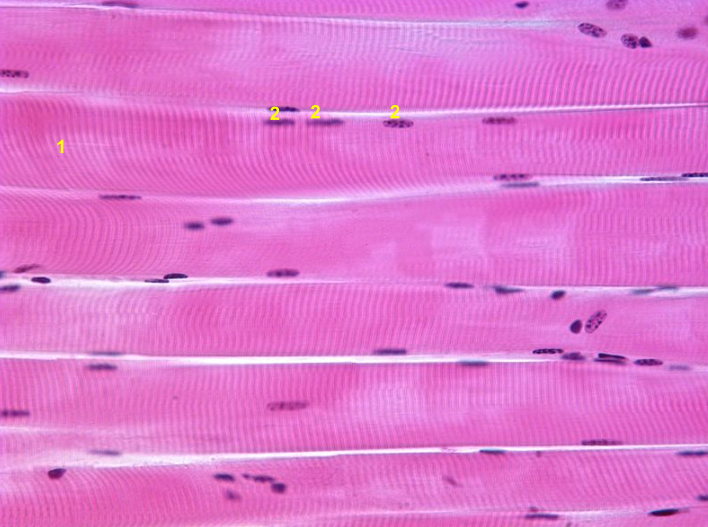 <p>What tissue is this?</p>