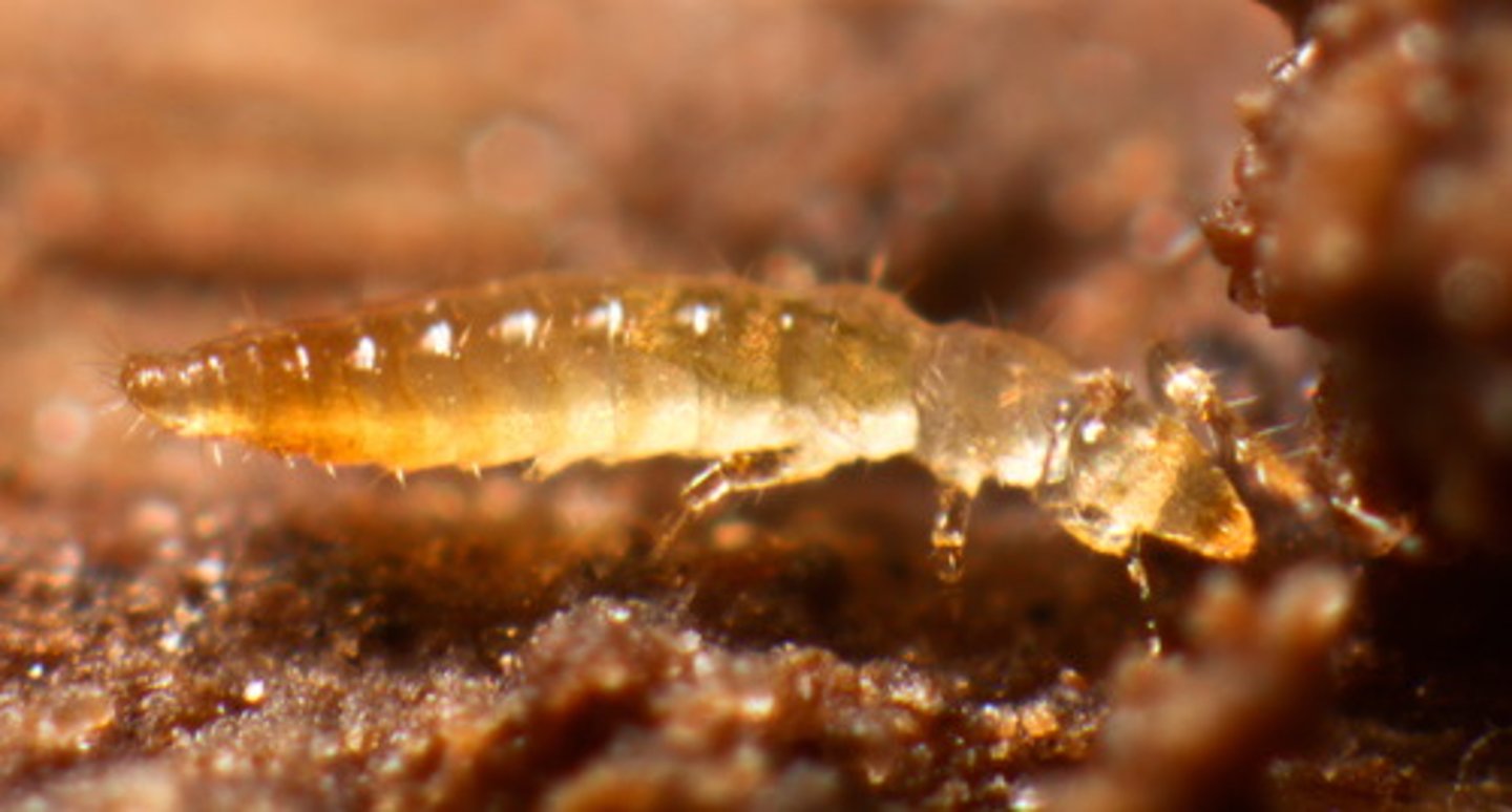 <p>wingless hexapods: no eyes or antennae; internal mouthparts (entognathus); ametabolous; 500 spp</p>