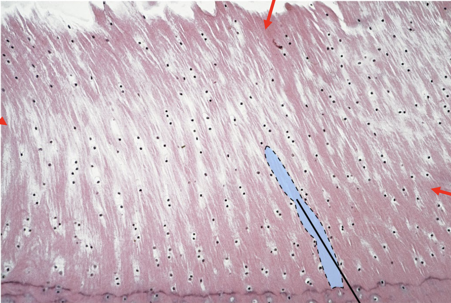 <p>What is the arrow point at? - hint all thing</p>