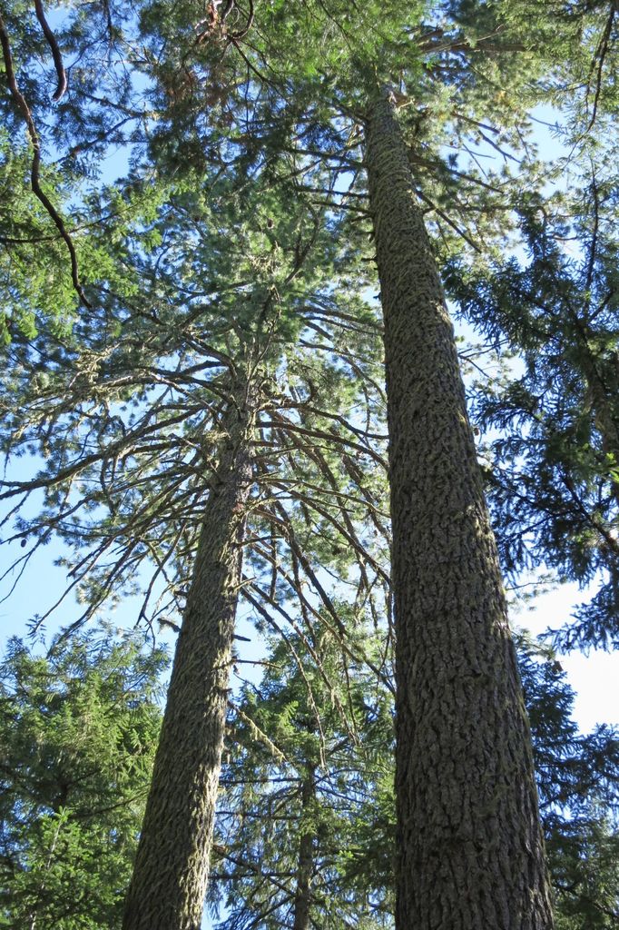 <p><strong>Sugar Pine</strong></p>