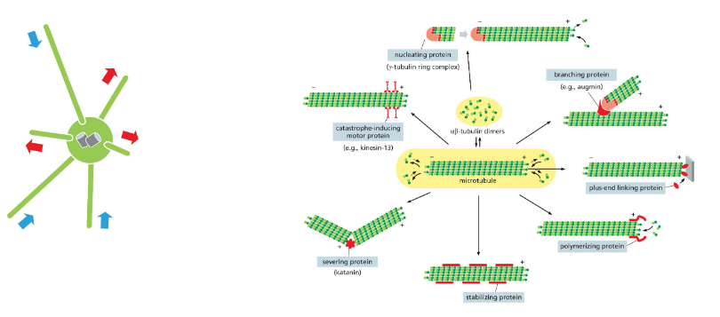 <p>other proteins</p>