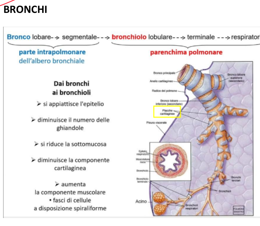 <p>Nei bronchi:</p><ul><li><p>La componente cartilaginea si riduce sempre di più fino a scomparire nel passaggio da bronchi segmentali a bronchioli dove comparirà una vera tonaca muscolare</p></li></ul><p>Si passera progressivamente da :</p><ul><li><p>Epitelio pseudostratificato cilindrico ciliato</p></li><li><p>Epitelio cilindrico semplice ciliato</p></li><li><p>Epitelio cubico semplice nei bronchioli</p></li><li><p>Epitelio pavimentoso semplice negli alveoli → questo appiattimento è funzionale per gli scambi gassosi</p></li></ul><p>Si avrà anche la riduzione progressiva delle ghiandole tracheobronchiali:</p><ul><li><p>Nei bronchioli non si ha muco, qui i condotti sono molto piccoli e se ci fosse potrebbe occludere il lume</p></li><li><p>Avremo invece Cellule Bronchiolari Esocrine (cellule di Clara) che producono una sostanza proteica che agisce insieme al surfactante per prevenire il collasso delle vie aeree</p></li></ul><p></p>