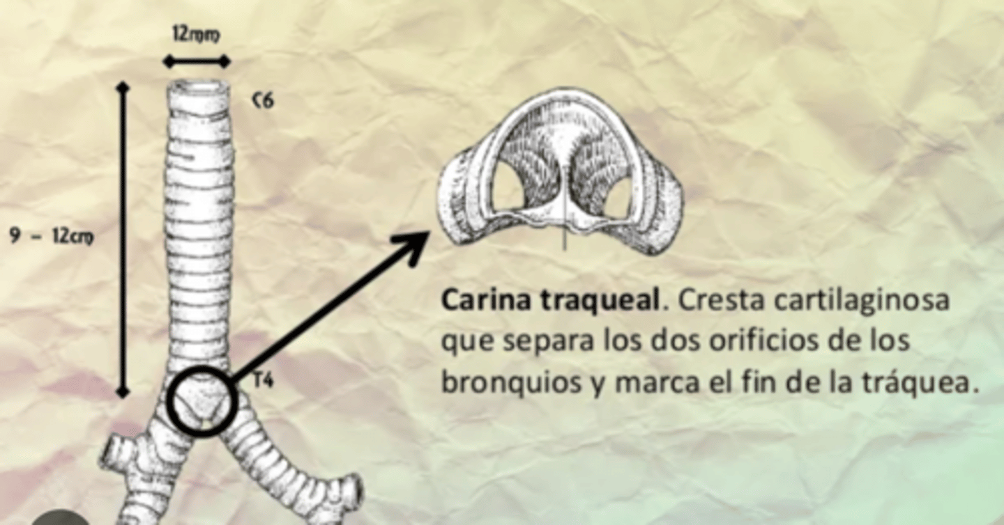 <p>carina</p><p>it happens at T4-T5 posteriorly/sternal angle anteriorly</p>
