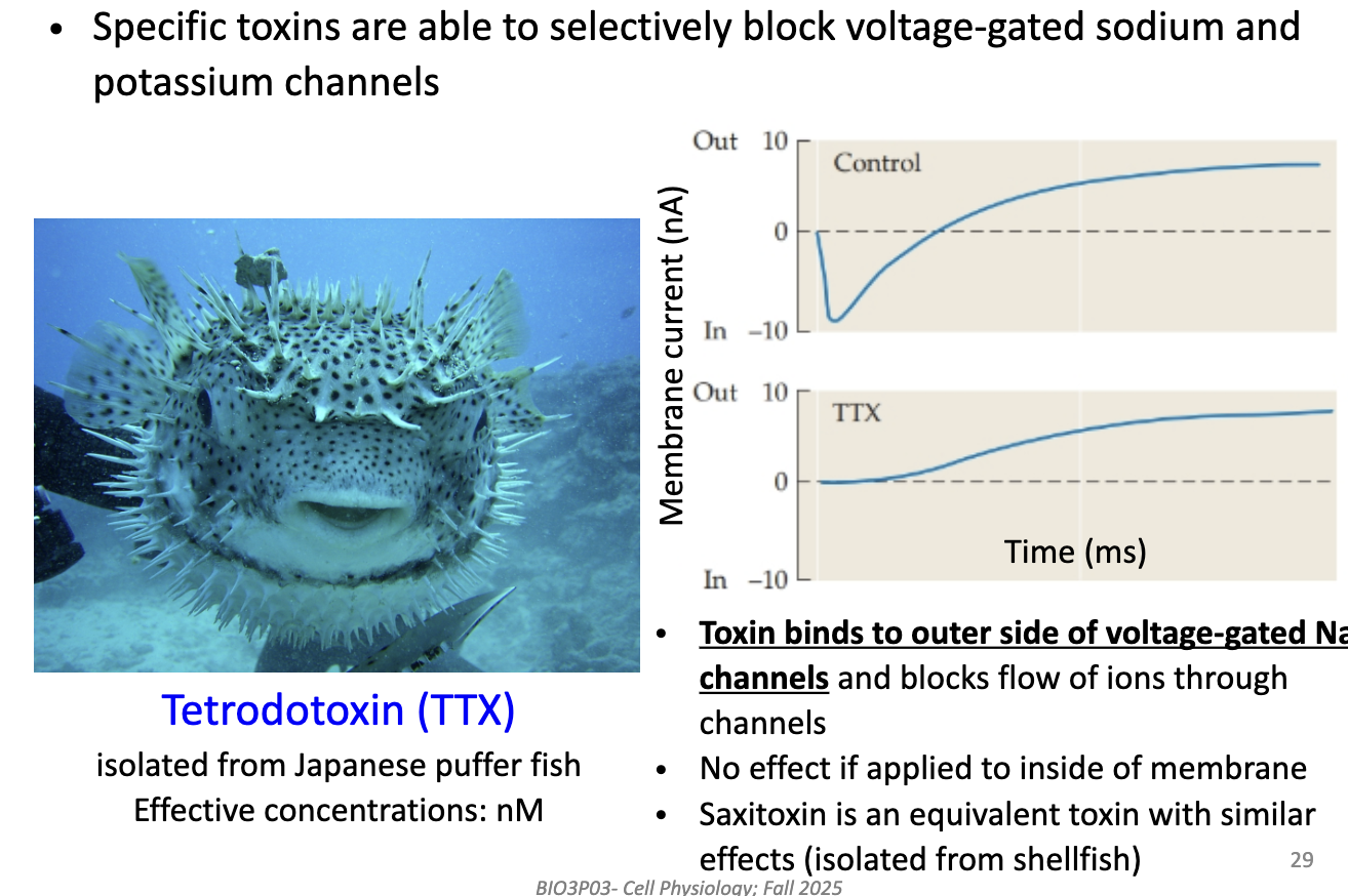 <ul><li><p><strong>TTX</strong> (from puffer fish) binds to <strong>outer side of voltage-gated Na+ channels</strong>.</p></li><li><p>Blocks Na+ flow → removes <strong>inward current</strong>.</p></li><li><p>Has <strong>no effect</strong> if applied inside the cell.</p></li><li><p>Equivalent toxin: <strong>saxitoxin (STX)</strong> from shellfish.</p></li><li><p>Used to isolate <strong>K+ current</strong> by blocking Na+ channels.</p></li></ul><p></p>