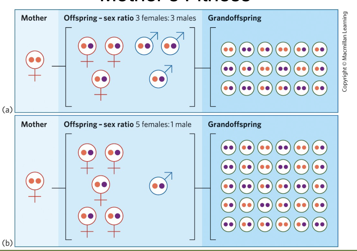 <p>If a female fig wasp enters a fig that already has eggs laid, which of the following offspring choices would maximize her fitness potential?</p>
