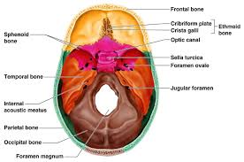 <p>Hole in the base of the occipital bone through which spinal cord passes and it connected to the brain OCCIPITAL</p>