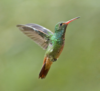 <p>A <strong>tiny, fast-moving bird</strong> known for its ability to <strong>hover in place</strong> by rapidly flapping its wings (up to 80 times per second). Many species feed on flower nectar and are known for their <strong>bright colors</strong> and <strong>humming sound</strong>.</p>