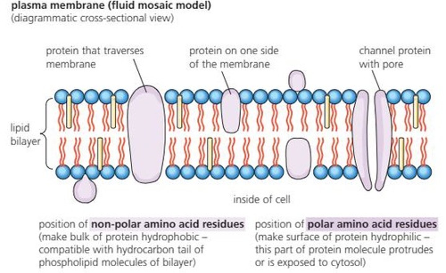 <p>Compact proteins with functional roles in cells.</p>