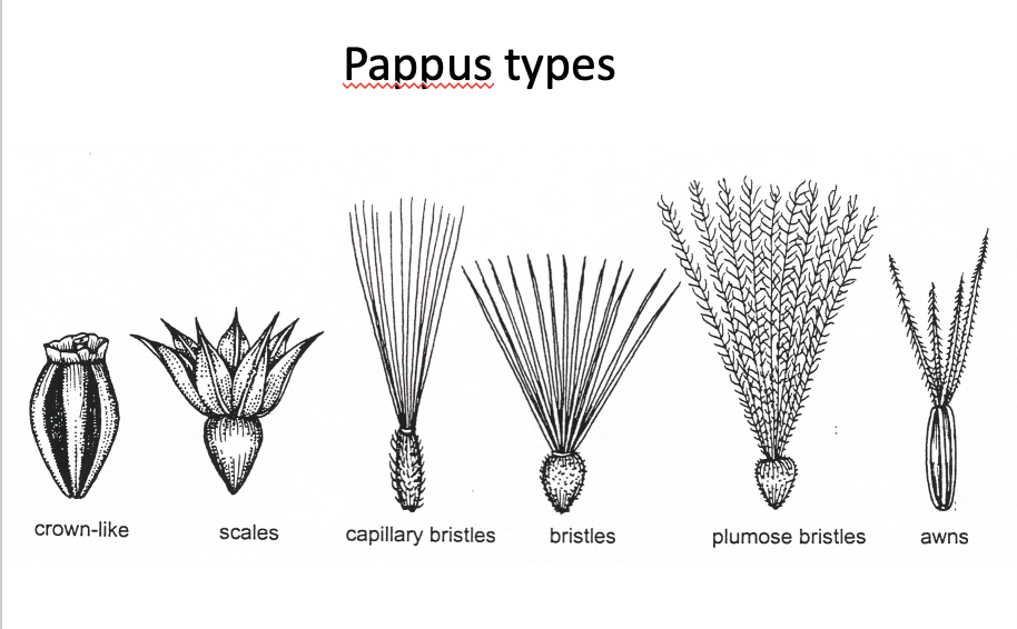 <p>crown like, scales, bristles, awns</p>