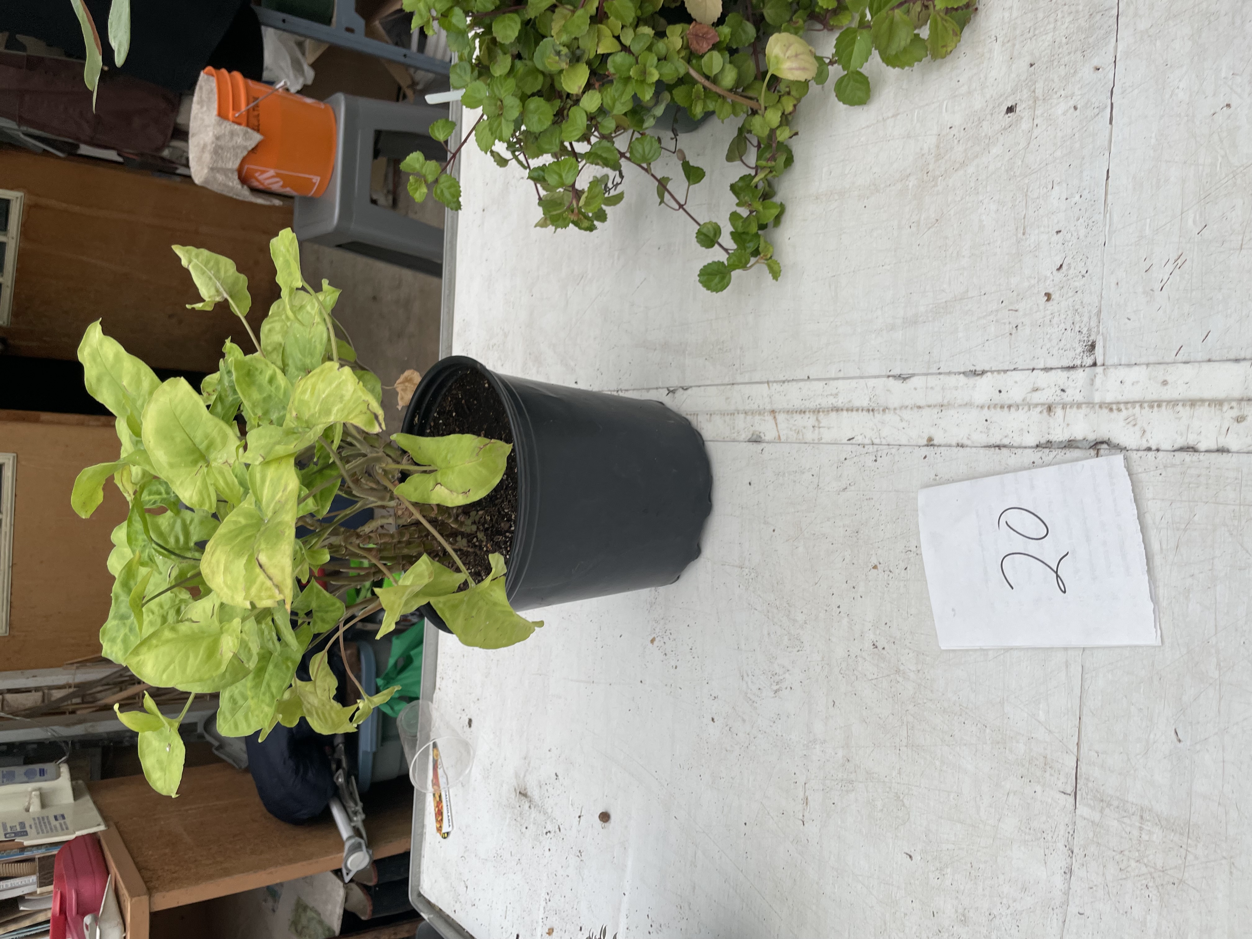 <p>Arrowhead Plant</p>