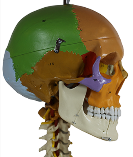 <p>Name the lambdoid suture</p>