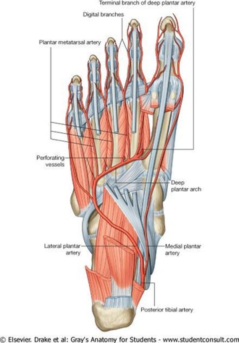 <p>The longest ligament in the foot, supporting the arch.</p>