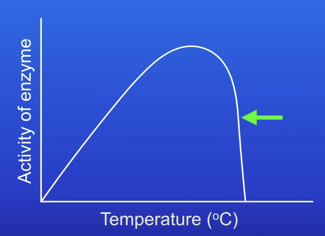 <p>Decreases to 0</p>