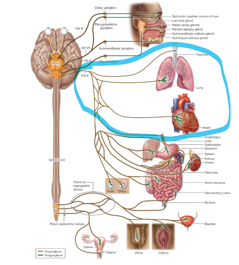 <ul><li><p>preganglionic neurons: <strong>medulla oblongata</strong></p></li><li><p>autonomic ganglia: <strong>terminal and intramural oblongata</strong></p></li><li><p>effectors: <strong>thoracic organs</strong> and most <strong>abdominal organs; slowing heart rate</strong>, <strong>constricting </strong>lung bronchioles, increasing <strong>digestive secretions</strong>, storing <strong>carbs</strong></p></li></ul><p></p>