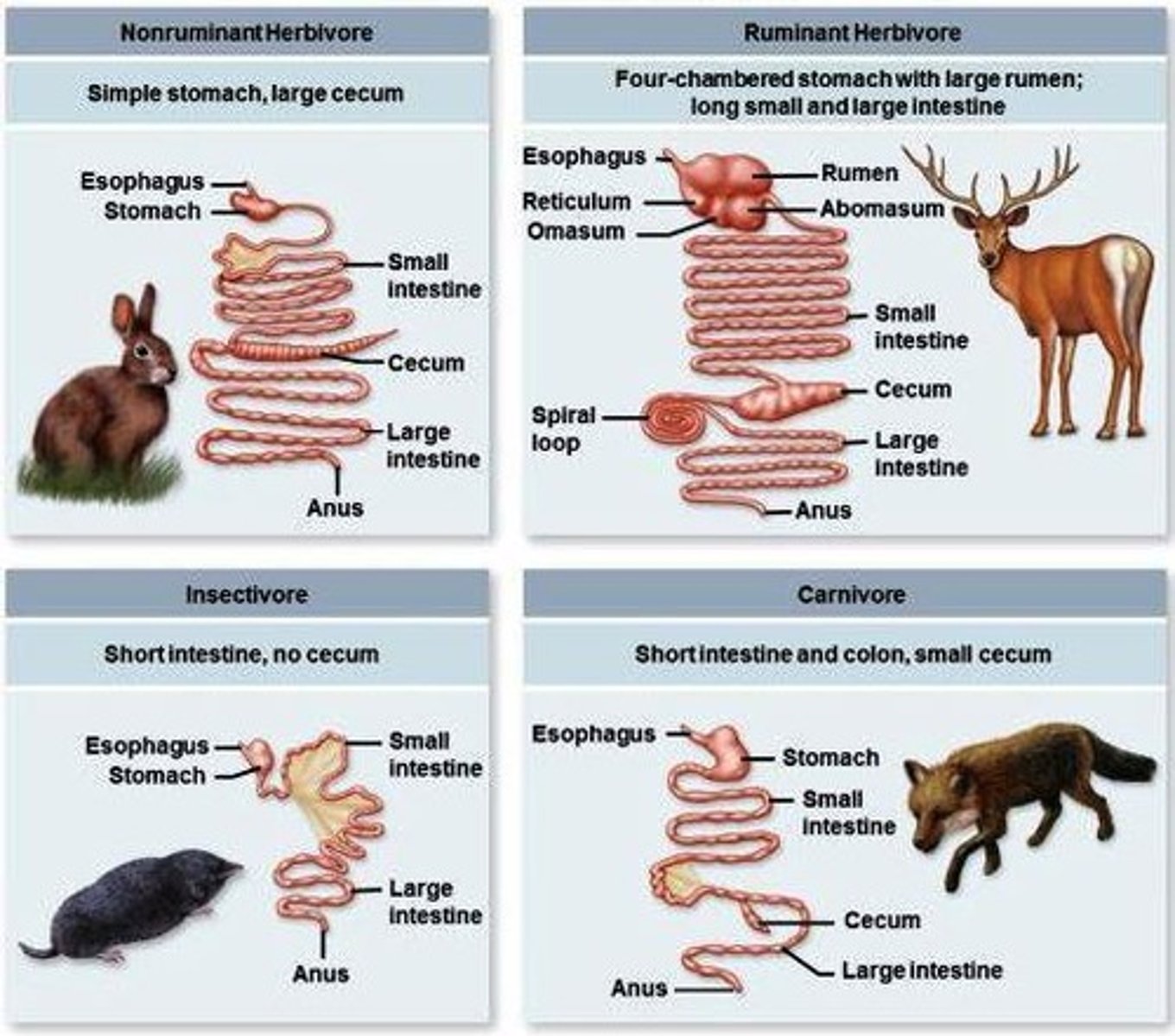 <p>Ruminants have large divided stomachs and a section called the rumen that harbors microorganisms for cellulose digestion.</p>