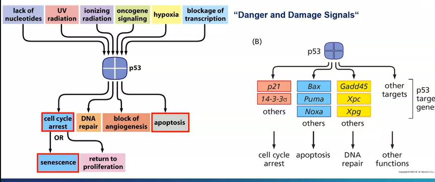 <p>there is a mutation in the Tp53 gene - an essential tumour suppressor gene in most cancers</p><p>acts as a TF in response to cellular stress and DNA damage</p><p>prevents cells from undergoing cell cycle to allow DNA damage repair</p><p>if it can be repaired it allows the cell into cell cycle</p><p>if DNA damage is severe, p53 may become quiescent - permanently withdrawn from the cell cycle, it may also instruct apoptosis</p><p></p>