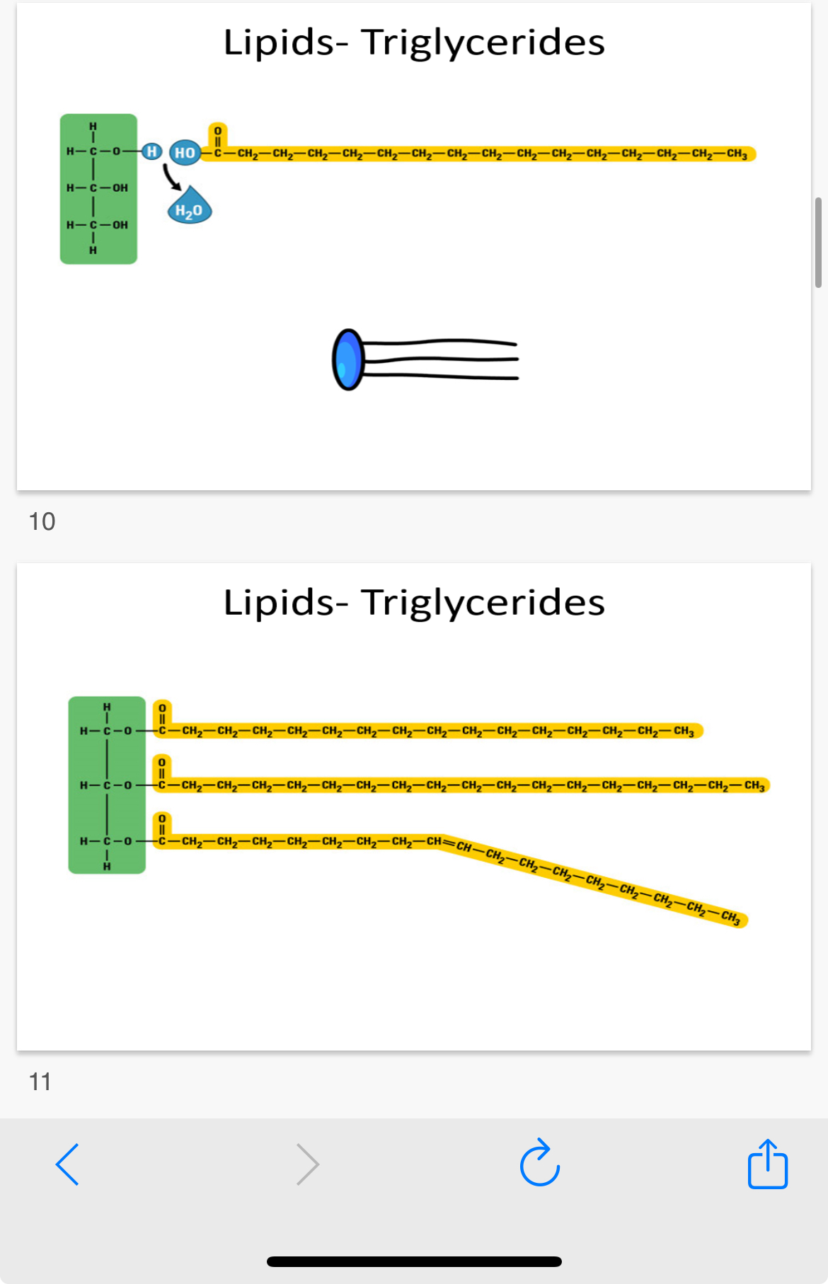 <p>Link triglyceride structure to properties</p><p>1. Energy …1?: high ratio of energy-storing carbon-hydrogen bonds to carbon atoms</p><p>2. …2?: large, non-polar molecules so are insoluble in water, therefore they do not affect osmosis or water potential. (Stored as droplets inside cells)</p><p>3. Metabolic water source: Due to their high ratio of hydrogen to …3? Atoms, they can release water if oxidised (essential for dessert animals like camels)</p><p>4. Relatively Low …? : They can be stored without increasing the mass and preventing movement</p>